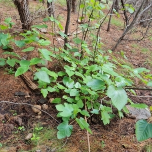 Ficus carica at Isaacs, ACT - 16 Nov 2022