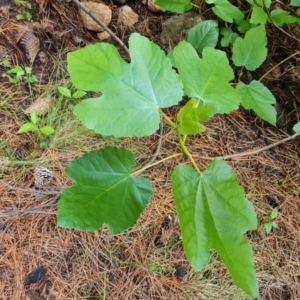 Ficus carica at Isaacs, ACT - 16 Nov 2022