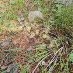 Lomandra multiflora (Many-flowered Matrush) at Isaacs Ridge and Nearby - 16 Nov 2022 by Mike