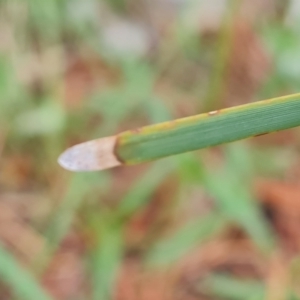 Lomandra multiflora at Isaacs, ACT - 16 Nov 2022