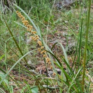 Lomandra longifolia at Isaacs, ACT - 16 Nov 2022