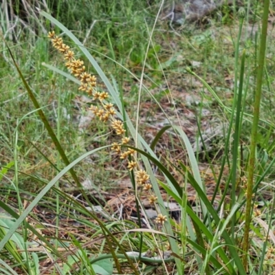 Lomandra longifolia (Spiny-headed Mat-rush, Honey Reed) at Isaacs Ridge and Nearby - 16 Nov 2022 by Mike