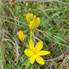 Bulbine bulbosa (Golden Lily) at Isaacs, ACT - 16 Nov 2022 by Mike