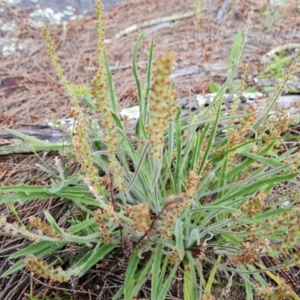 Plantago gaudichaudii at Isaacs, ACT - 16 Nov 2022