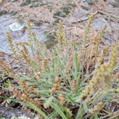 Plantago gaudichaudii at Isaacs, ACT - 16 Nov 2022