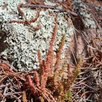 Crassula sieberiana (Austral Stonecrop) at Isaacs Ridge and Nearby - 16 Nov 2022 by Mike
