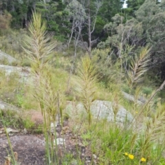 Austrostipa densiflora (Foxtail Speargrass) at Isaacs Ridge and Nearby - 16 Nov 2022 by Mike