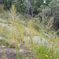 Austrostipa densiflora (Foxtail Speargrass) at Isaacs, ACT - 16 Nov 2022 by Mike