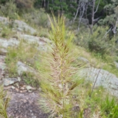 Austrostipa densiflora at Isaacs, ACT - 16 Nov 2022 04:03 PM