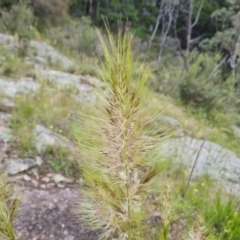 Austrostipa densiflora at Isaacs, ACT - 16 Nov 2022