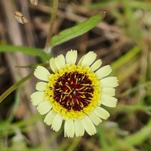 Tolpis barbata at Isaacs, ACT - 16 Nov 2022