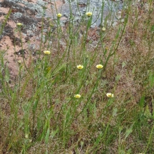 Tolpis barbata at Isaacs, ACT - 16 Nov 2022