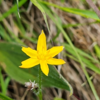 Hypoxis hygrometrica var. villosisepala (Golden Weather-grass) at Isaacs Ridge and Nearby - 16 Nov 2022 by Mike
