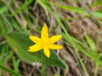 Hypoxis hygrometrica var. villosisepala (Golden Weather-grass) at Isaacs, ACT - 16 Nov 2022 by Mike