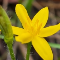 Hypoxis hygrometrica var. villosisepala at Isaacs, ACT - 16 Nov 2022