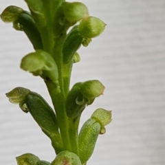 Microtis sp. (Onion Orchid) at Isaacs Ridge and Nearby - 16 Nov 2022 by Mike