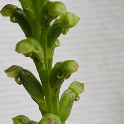 Microtis sp. (Onion Orchid) at Isaacs Ridge and Nearby - 16 Nov 2022 by Mike