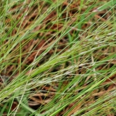 Nassella trichotoma (Serrated Tussock) at Isaacs Ridge and Nearby - 16 Nov 2022 by Mike