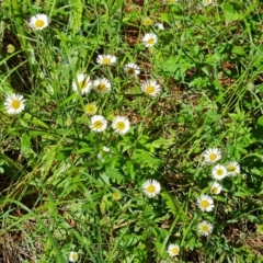 Erigeron karvinskianus (Seaside Daisy) at Isaacs Ridge and Nearby - 16 Nov 2022 by Mike