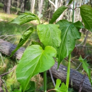 Leycesteria formosa at Isaacs, ACT - 16 Nov 2022