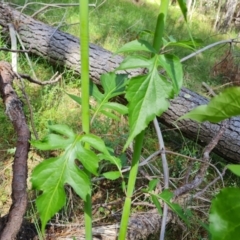 Leycesteria formosa at Isaacs, ACT - 16 Nov 2022