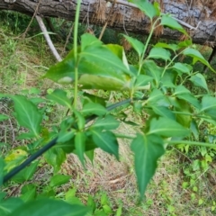 Leycesteria formosa at Isaacs, ACT - 16 Nov 2022