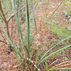 Lomandra multiflora (Many-flowered Matrush) at Isaacs Ridge and Nearby - 16 Nov 2022 by Mike