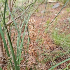 Lomandra multiflora at Isaacs, ACT - 16 Nov 2022