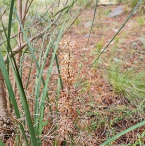 Lomandra multiflora at Isaacs, ACT - 16 Nov 2022