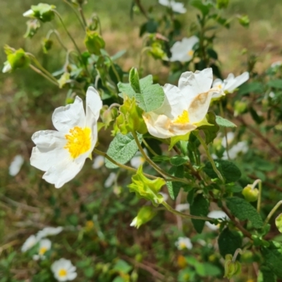 Cistus salviifolius (Sageleaf Rockrose) at Isaacs Ridge and Nearby - 16 Nov 2022 by Mike