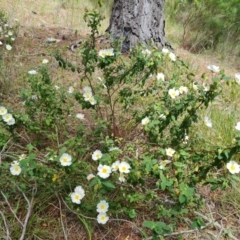 Cistus salviifolius at Isaacs, ACT - 16 Nov 2022