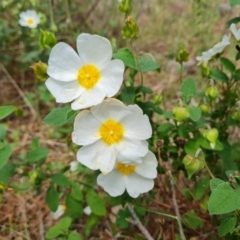 Cistus salviifolius at Isaacs, ACT - 16 Nov 2022