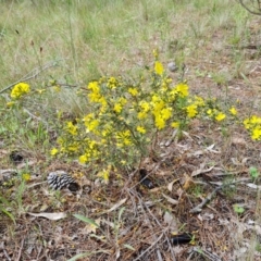 Hibbertia obtusifolia (Grey Guinea-flower) at Isaacs, ACT - 16 Nov 2022 by Mike