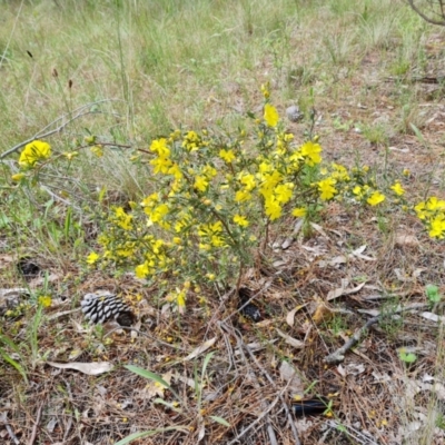 Hibbertia obtusifolia (Grey Guinea-flower) at Isaacs Ridge and Nearby - 16 Nov 2022 by Mike
