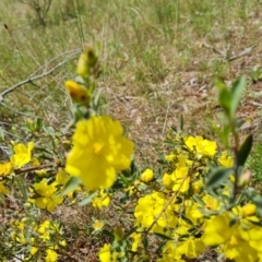 Hibbertia obtusifolia at Isaacs, ACT - 16 Nov 2022