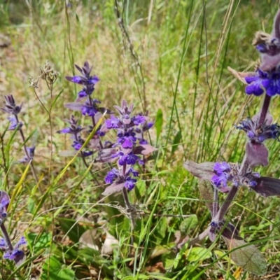 Ajuga australis (Austral Bugle) at Isaacs Ridge and Nearby - 16 Nov 2022 by Mike