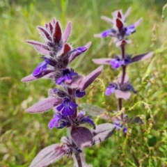 Ajuga australis at Isaacs, ACT - 16 Nov 2022 02:53 PM