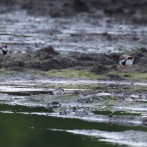 Charadrius melanops at Fyshwick, ACT - 16 Nov 2022