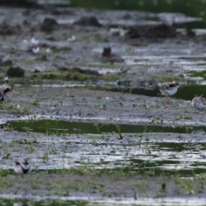 Charadrius melanops at Fyshwick, ACT - 16 Nov 2022