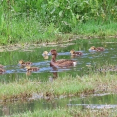 Aythya australis (Hardhead) at Fyshwick, ACT - 15 Nov 2022 by RodDeb