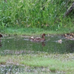 Aythya australis at Fyshwick, ACT - 16 Nov 2022 07:11 AM