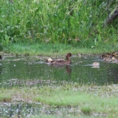 Aythya australis at Fyshwick, ACT - 16 Nov 2022 07:11 AM