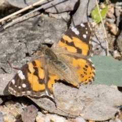 Vanessa kershawi (Australian Painted Lady) at Paddys River, ACT - 15 Nov 2022 by SWishart