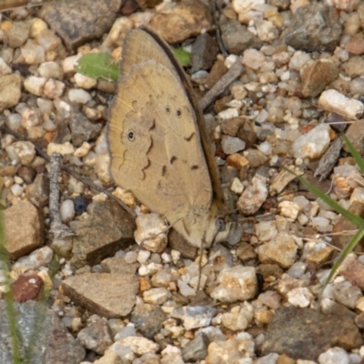 Heteronympha merope (Common Brown Butterfly) at Paddys River, ACT - 15 Nov 2022 by SWishart