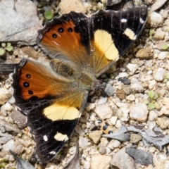 Vanessa itea (Yellow Admiral) at Paddys River, ACT - 15 Nov 2022 by SWishart