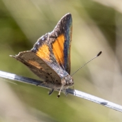 Paralucia aurifera (Bright Copper) at Tidbinbilla Nature Reserve - 15 Nov 2022 by SWishart