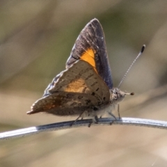 Paralucia aurifera at Paddys River, ACT - 15 Nov 2022