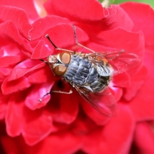 Calliphora sp. (genus) at Wodonga, VIC - 16 Nov 2022