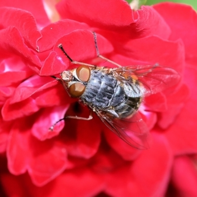 Calliphora sp. (genus) (Unidentified blowfly) at Wodonga - 16 Nov 2022 by KylieWaldon