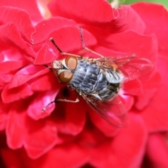 Calliphora sp. (genus) (Unidentified blowfly) at Wodonga, VIC - 16 Nov 2022 by KylieWaldon